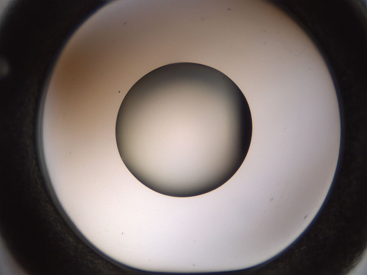 folderID449_plateID1449_batchID5529_wellNum62_profileID1_d1_r92057_ef.jpg