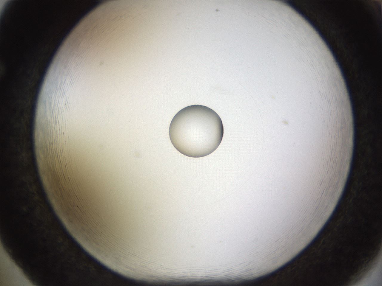 folderID449_plateID1449_batchID5529_wellNum65_profileID1_d1_r92060_ef.jpg