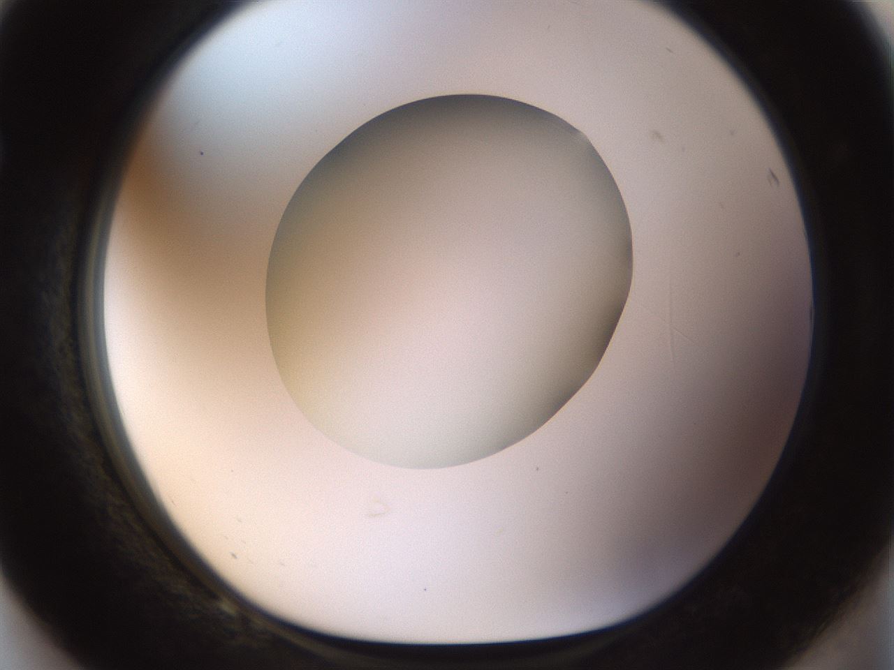 folderID449_plateID1449_batchID5529_wellNum68_profileID1_d1_r92063_ef.jpg