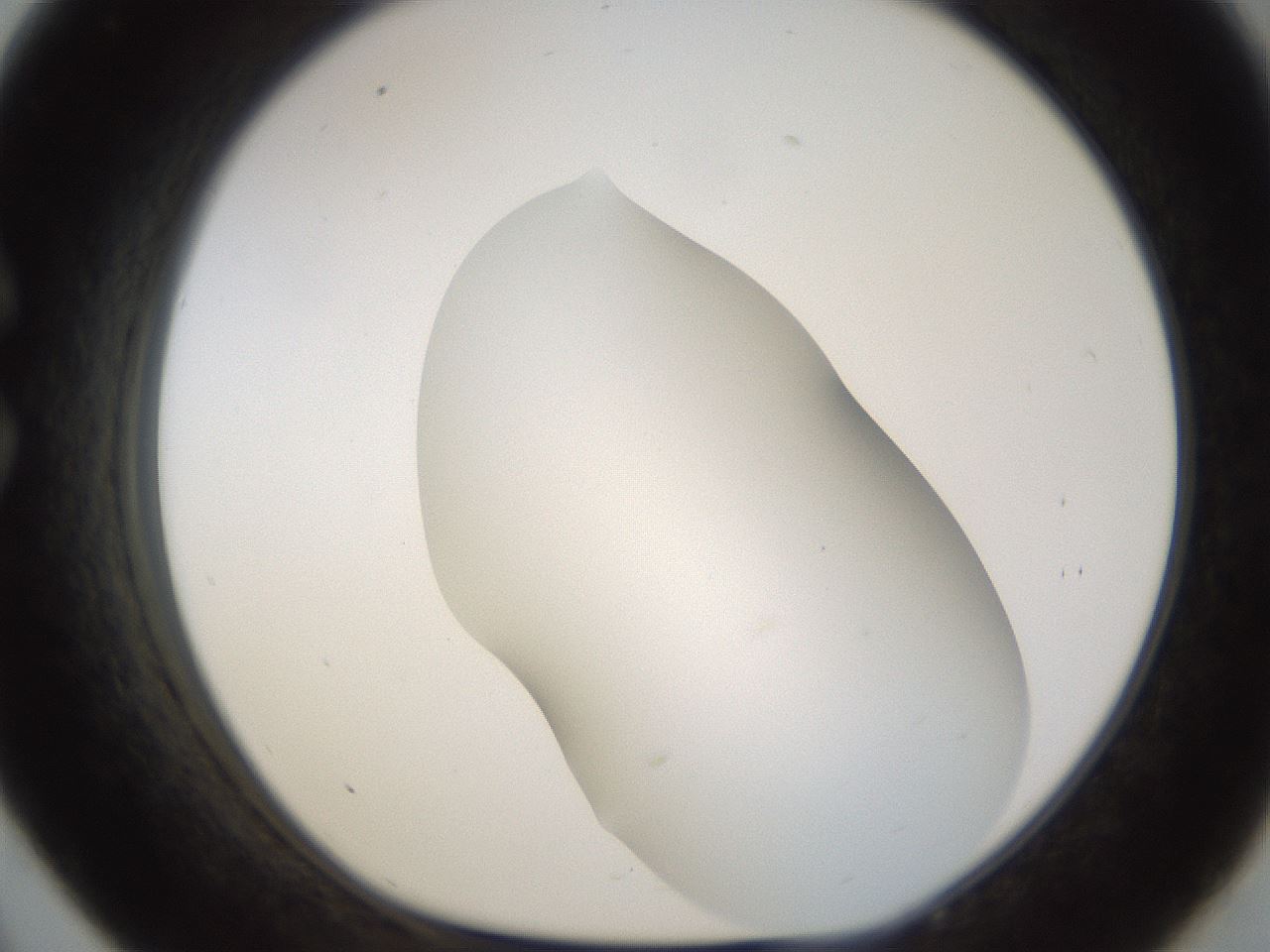 folderID201_plateID1201_batchID3524_wellNum33_profileID1_d1_r66303_ef.jpg