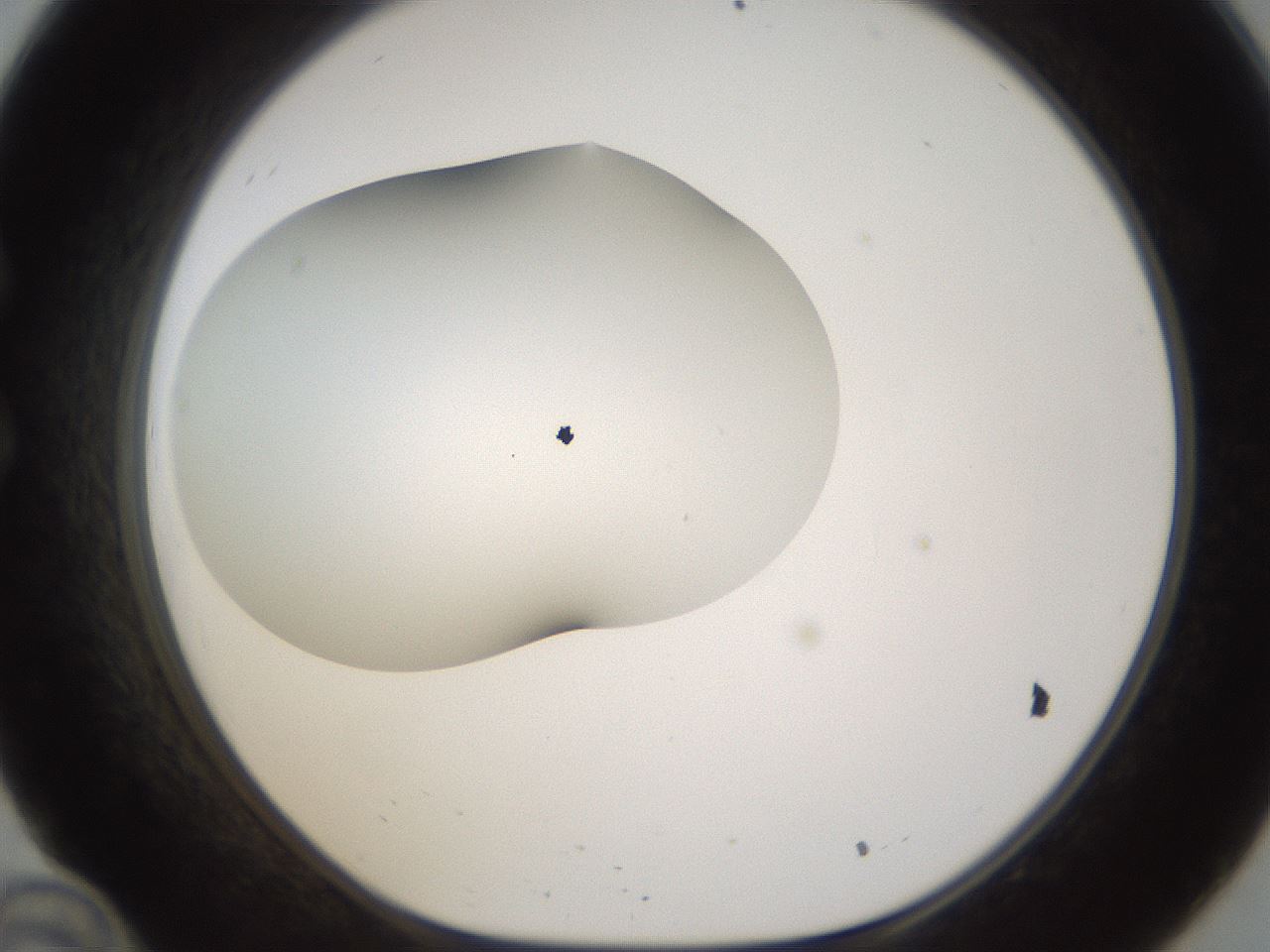 folderID201_plateID1201_batchID3524_wellNum34_profileID1_d1_r66304_ef.jpg