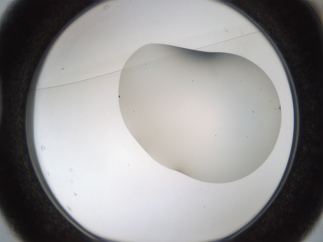 folderID201_plateID1201_batchID3524_wellNum37_profileID1_d1_r66307_ef.jpg