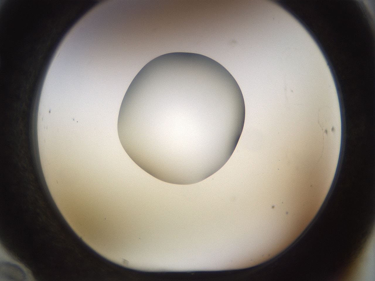 folderID449_plateID1449_batchID5529_wellNum70_profileID1_d1_r92065_ef.jpg