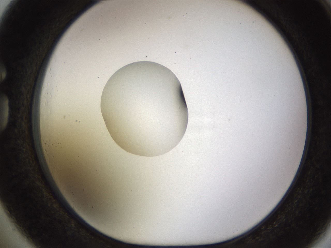 folderID449_plateID1449_batchID5529_wellNum73_profileID1_d1_r92068_ef.jpg