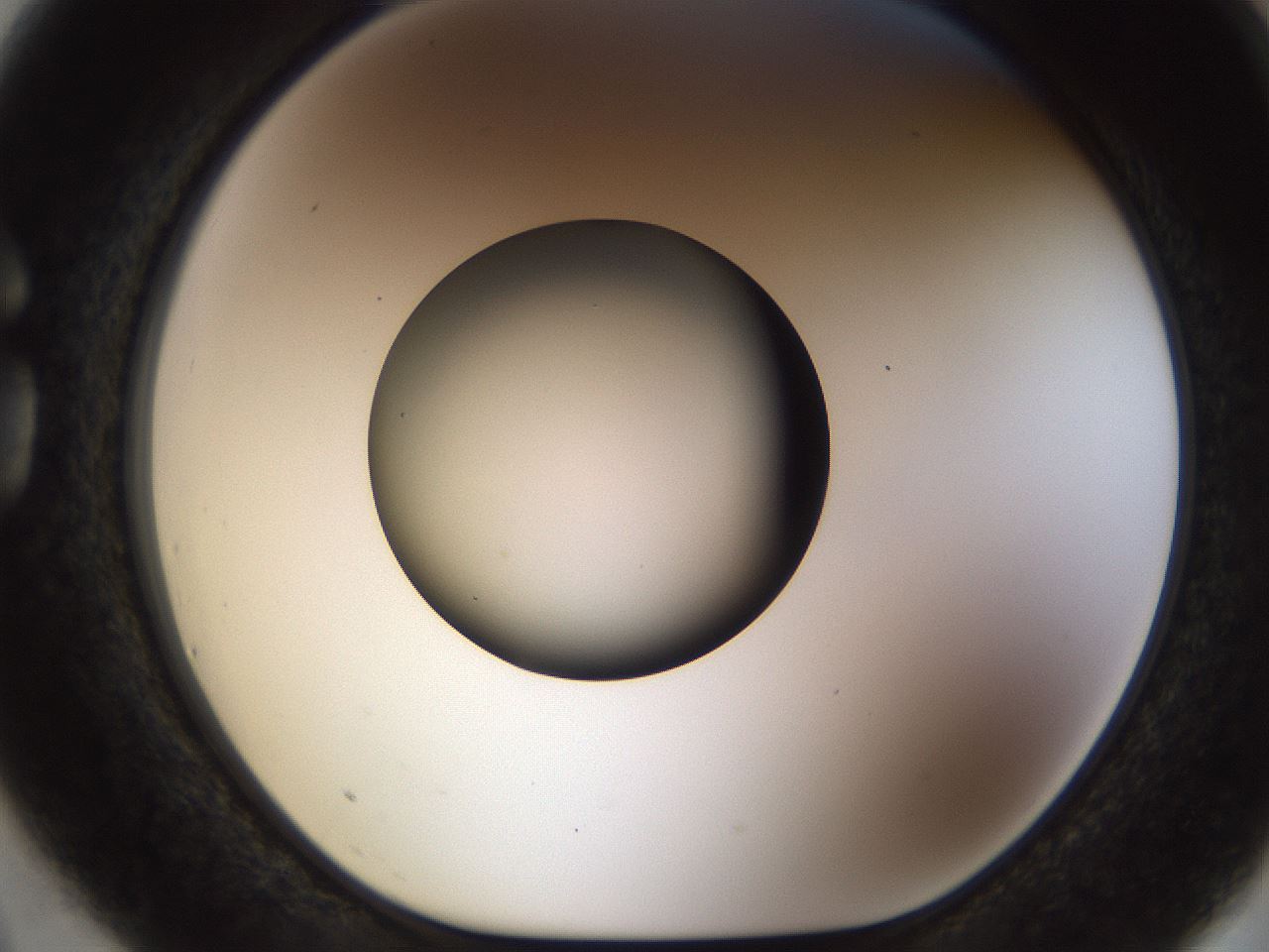 folderID449_plateID1449_batchID5529_wellNum75_profileID1_d1_r92070_ef.jpg