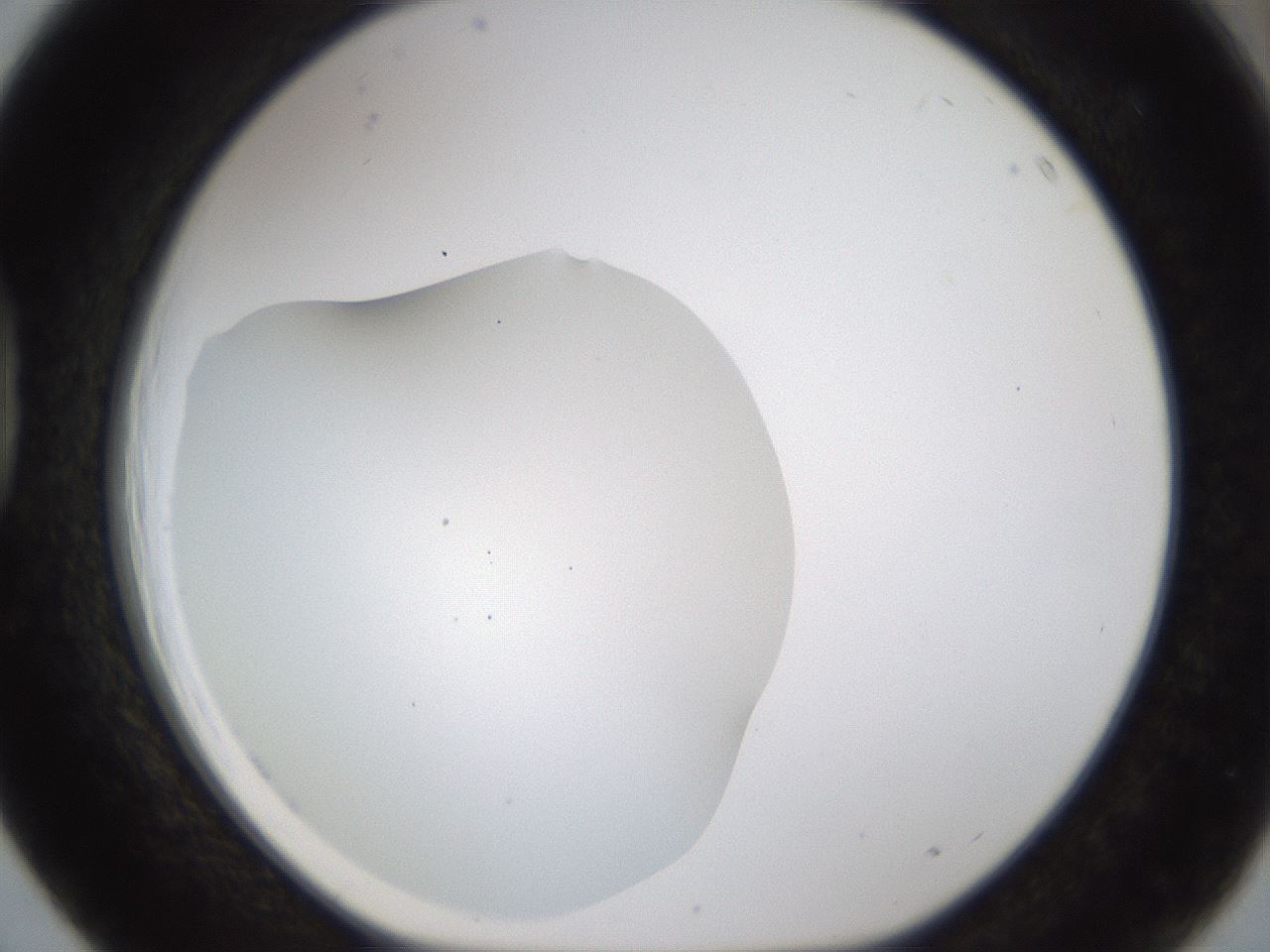 folderID201_plateID1201_batchID3524_wellNum39_profileID1_d1_r66309_ef.jpg