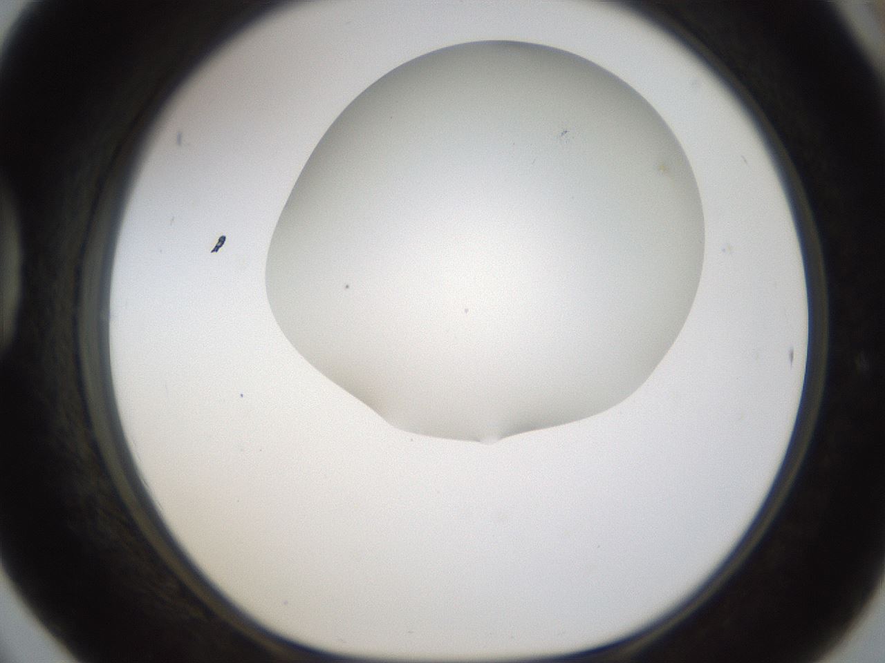 folderID201_plateID1201_batchID3524_wellNum42_profileID1_d1_r66312_ef.jpg