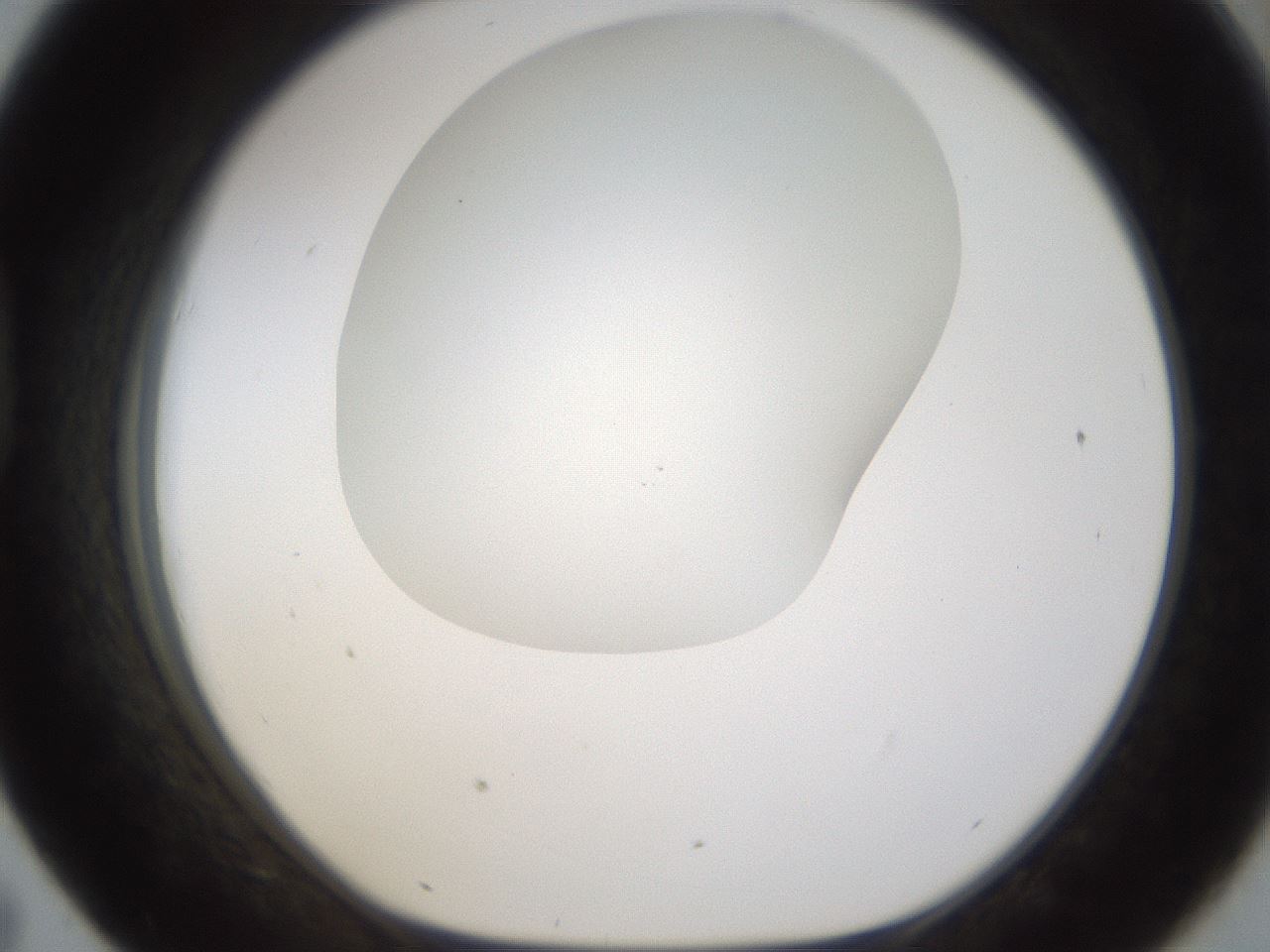 folderID201_plateID1201_batchID3524_wellNum43_profileID1_d1_r66313_ef.jpg