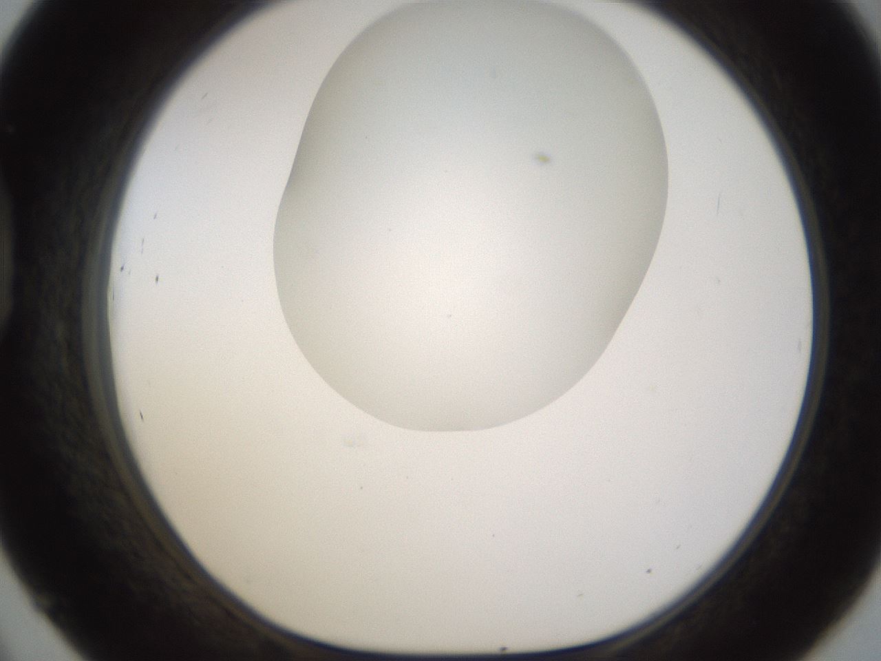 folderID201_plateID1201_batchID3524_wellNum45_profileID1_d1_r66315_ef.jpg