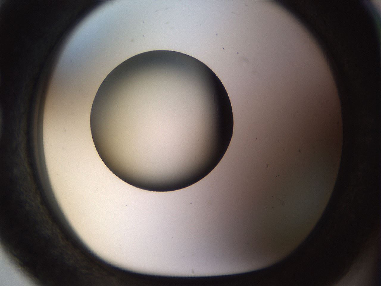 folderID449_plateID1449_batchID5529_wellNum80_profileID1_d1_r92075_ef.jpg