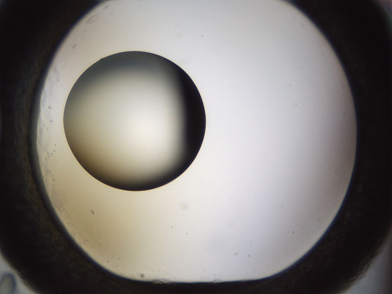 folderID449_plateID1449_batchID5529_wellNum83_profileID1_d1_r92078_ef.jpg