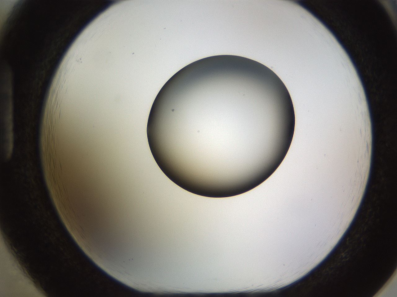 folderID449_plateID1449_batchID5529_wellNum85_profileID1_d1_r92080_ef.jpg