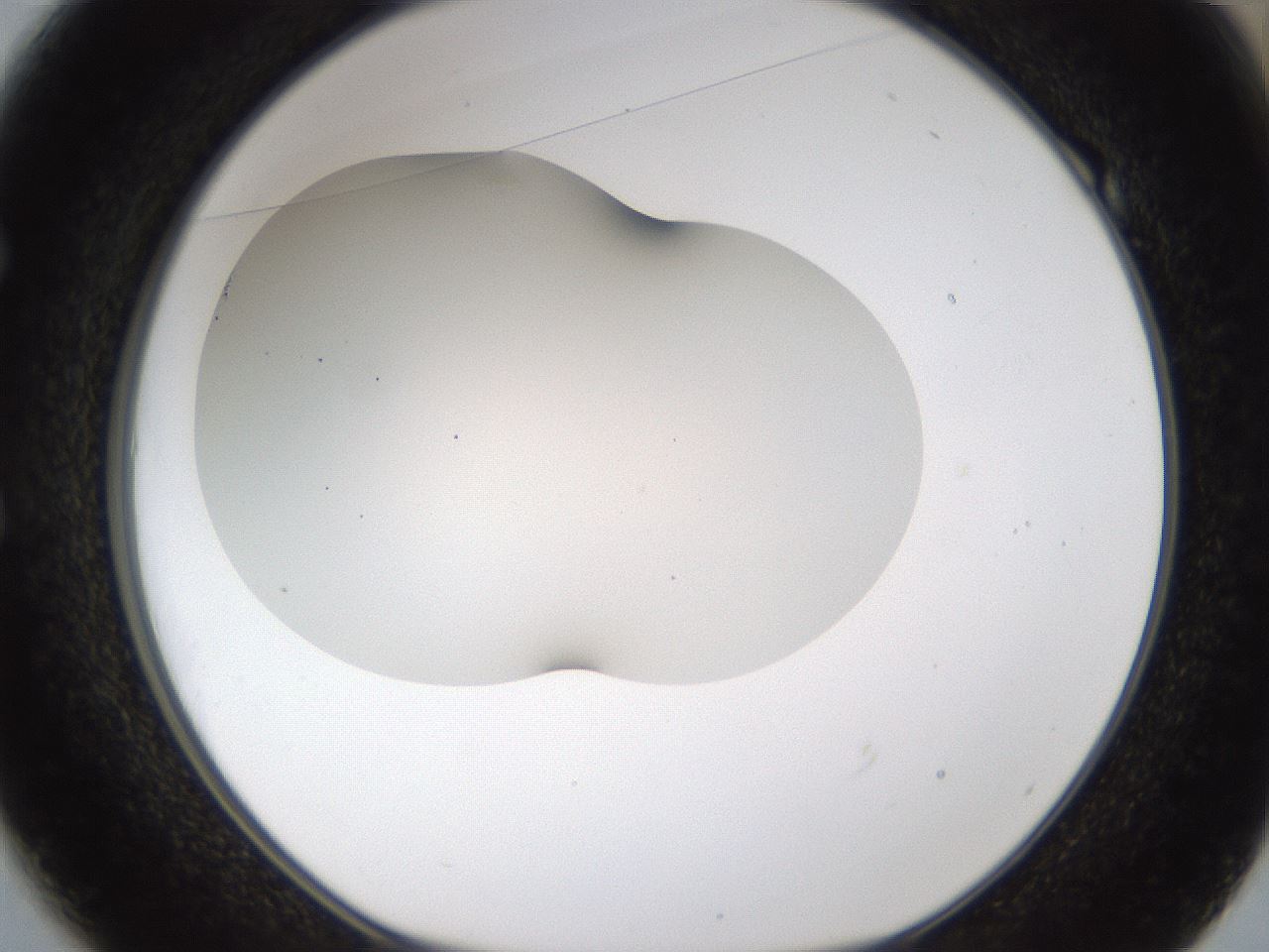 folderID201_plateID1201_batchID3524_wellNum49_profileID1_d1_r66319_ef.jpg