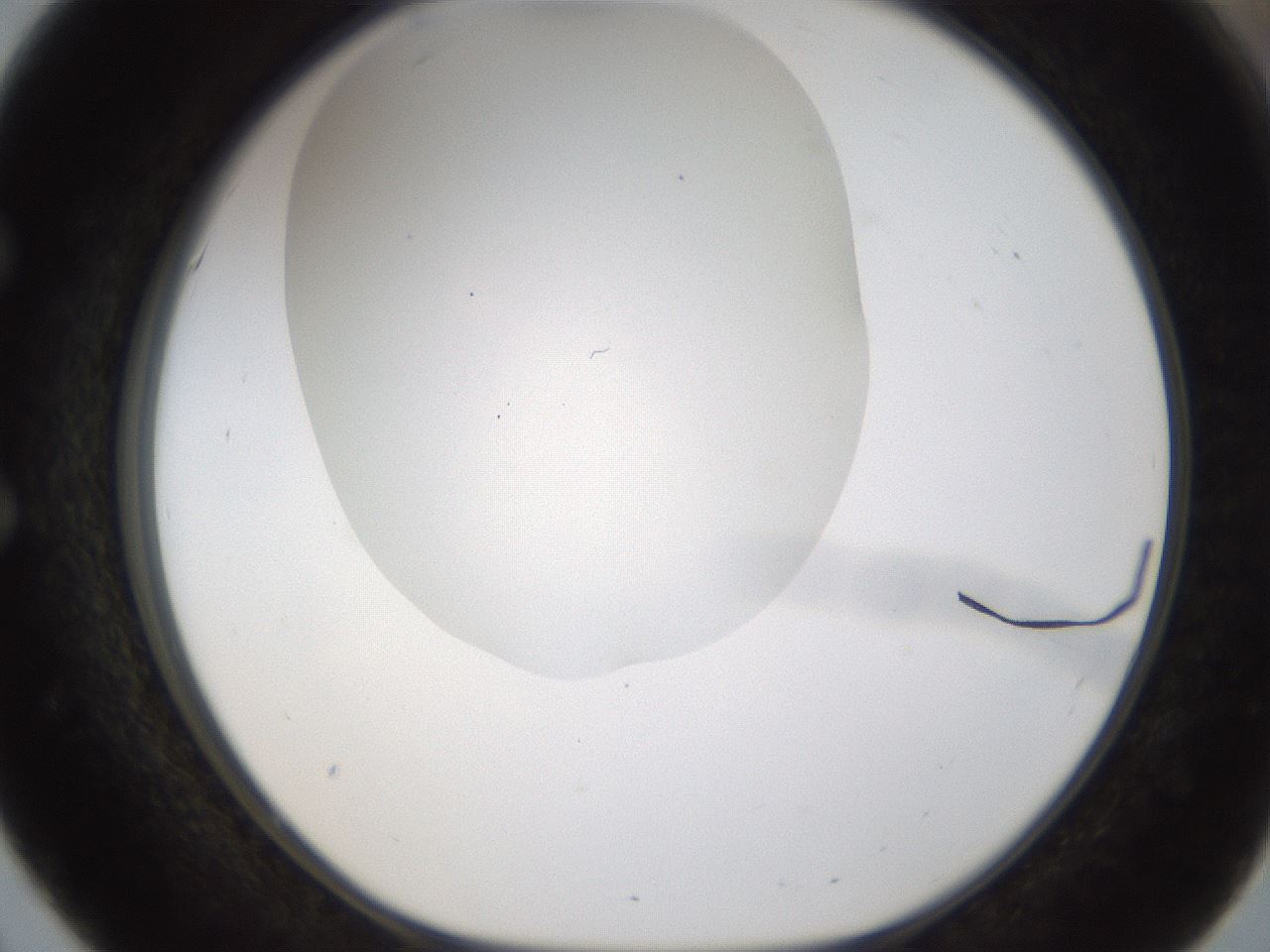 folderID201_plateID1201_batchID3524_wellNum51_profileID1_d1_r66321_ef.jpg