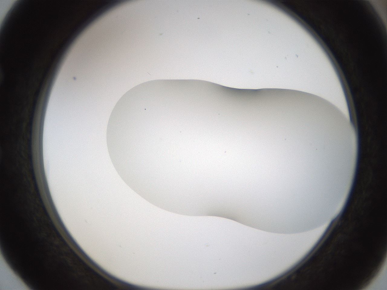 folderID201_plateID1201_batchID3524_wellNum52_profileID1_d1_r66322_ef.jpg