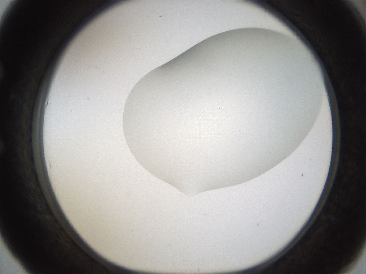 folderID201_plateID1201_batchID3524_wellNum53_profileID1_d1_r66323_ef.jpg