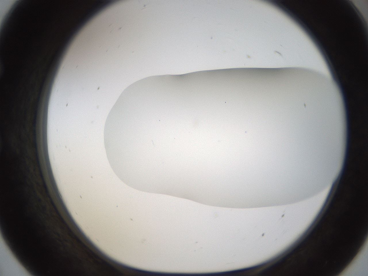 folderID201_plateID1201_batchID3524_wellNum55_profileID1_d1_r66325_ef.jpg