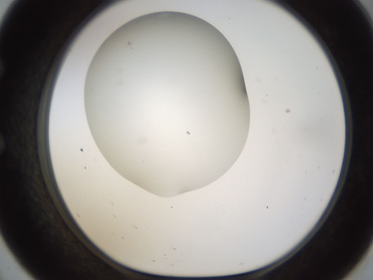folderID201_plateID1201_batchID3524_wellNum57_profileID1_d1_r66327_ef.jpg