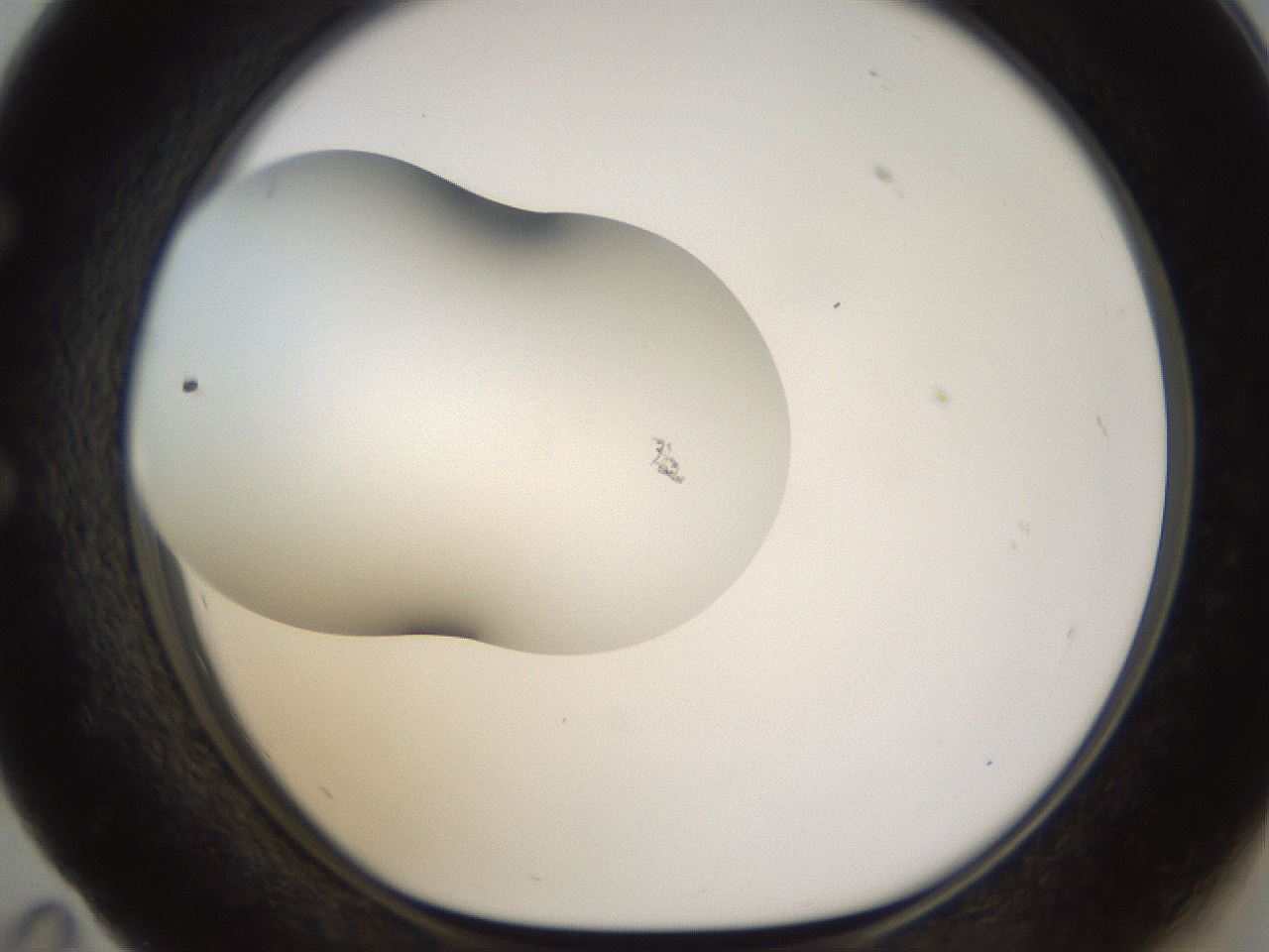 folderID201_plateID1201_batchID3524_wellNum59_profileID1_d1_r66329_ef.jpg