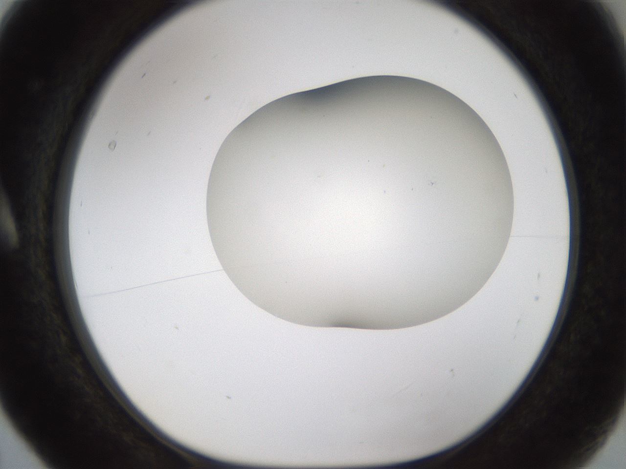folderID201_plateID1201_batchID3524_wellNum5_profileID1_d1_r66275_ef.jpg
