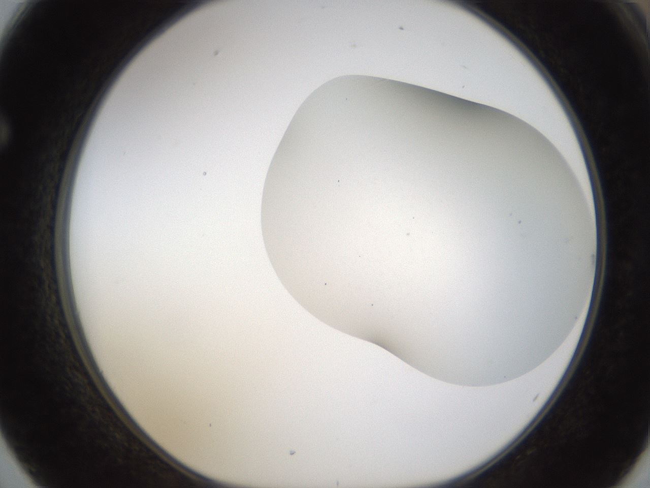 folderID201_plateID1201_batchID3524_wellNum62_profileID1_d1_r66332_ef.jpg