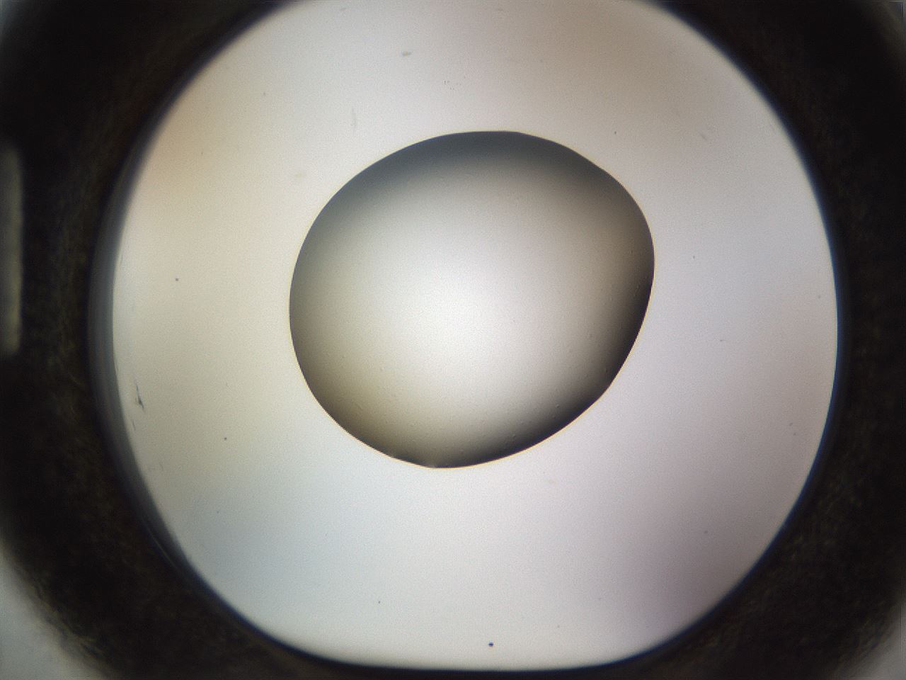 folderID449_plateID1449_batchID5529_wellNum89_profileID1_d1_r92084_ef.jpg