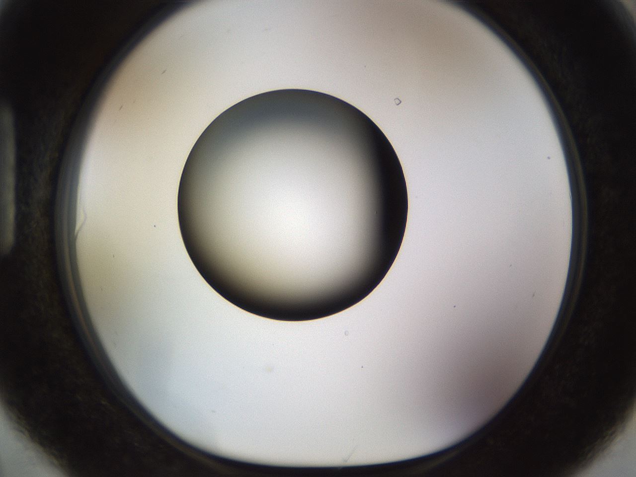 folderID449_plateID1449_batchID5529_wellNum90_profileID1_d1_r92085_ef.jpg