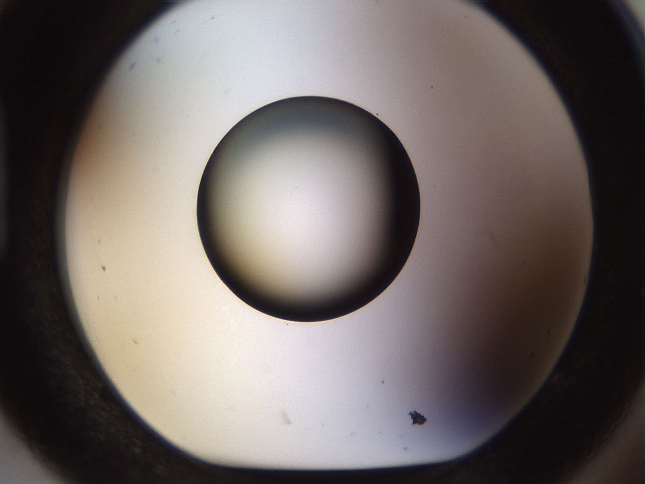folderID449_plateID1449_batchID5529_wellNum92_profileID1_d1_r92087_ef.jpg