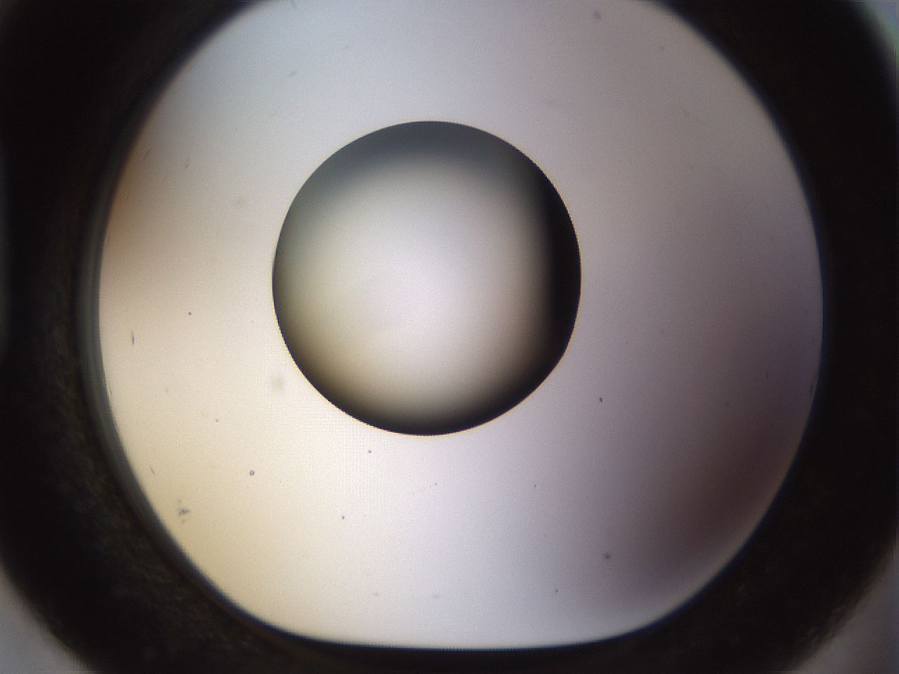 folderID449_plateID1449_batchID5529_wellNum93_profileID1_d1_r92088_ef.jpg