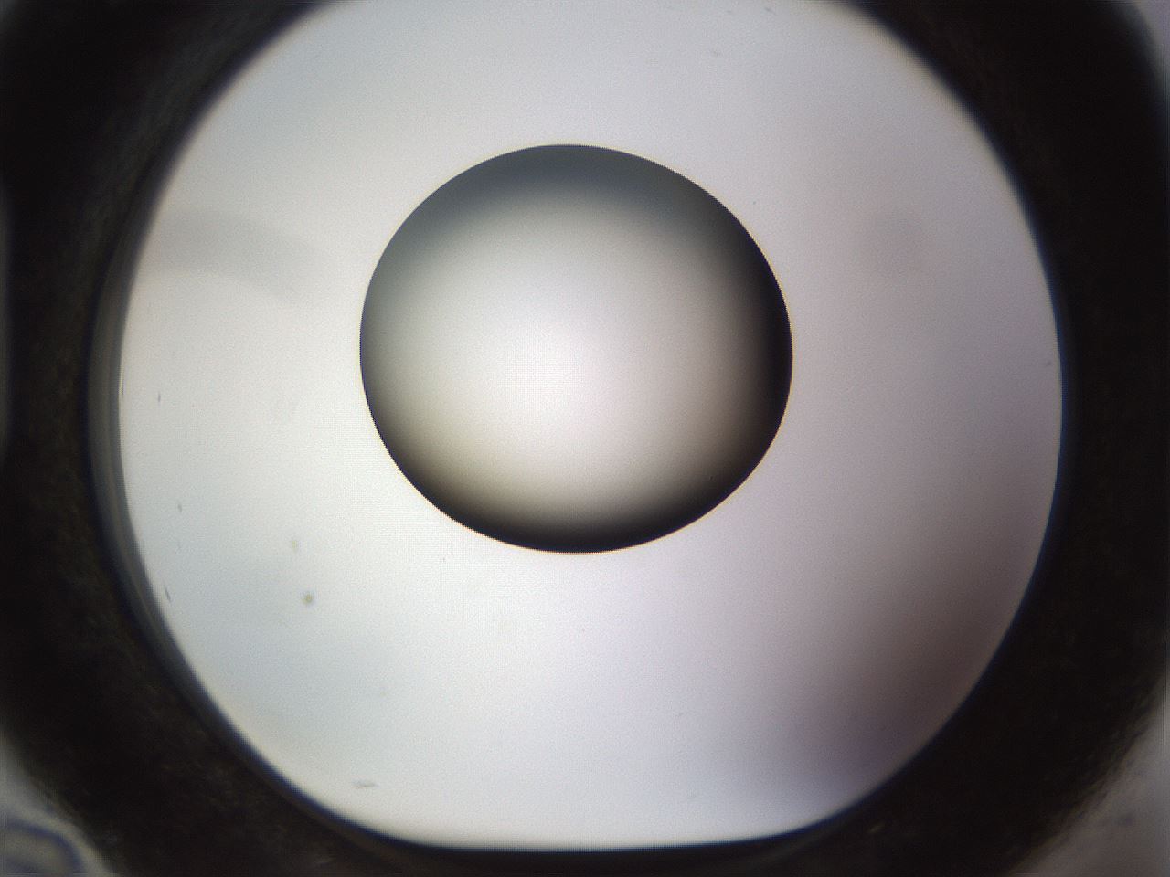 folderID449_plateID1449_batchID5529_wellNum94_profileID1_d1_r92089_ef.jpg