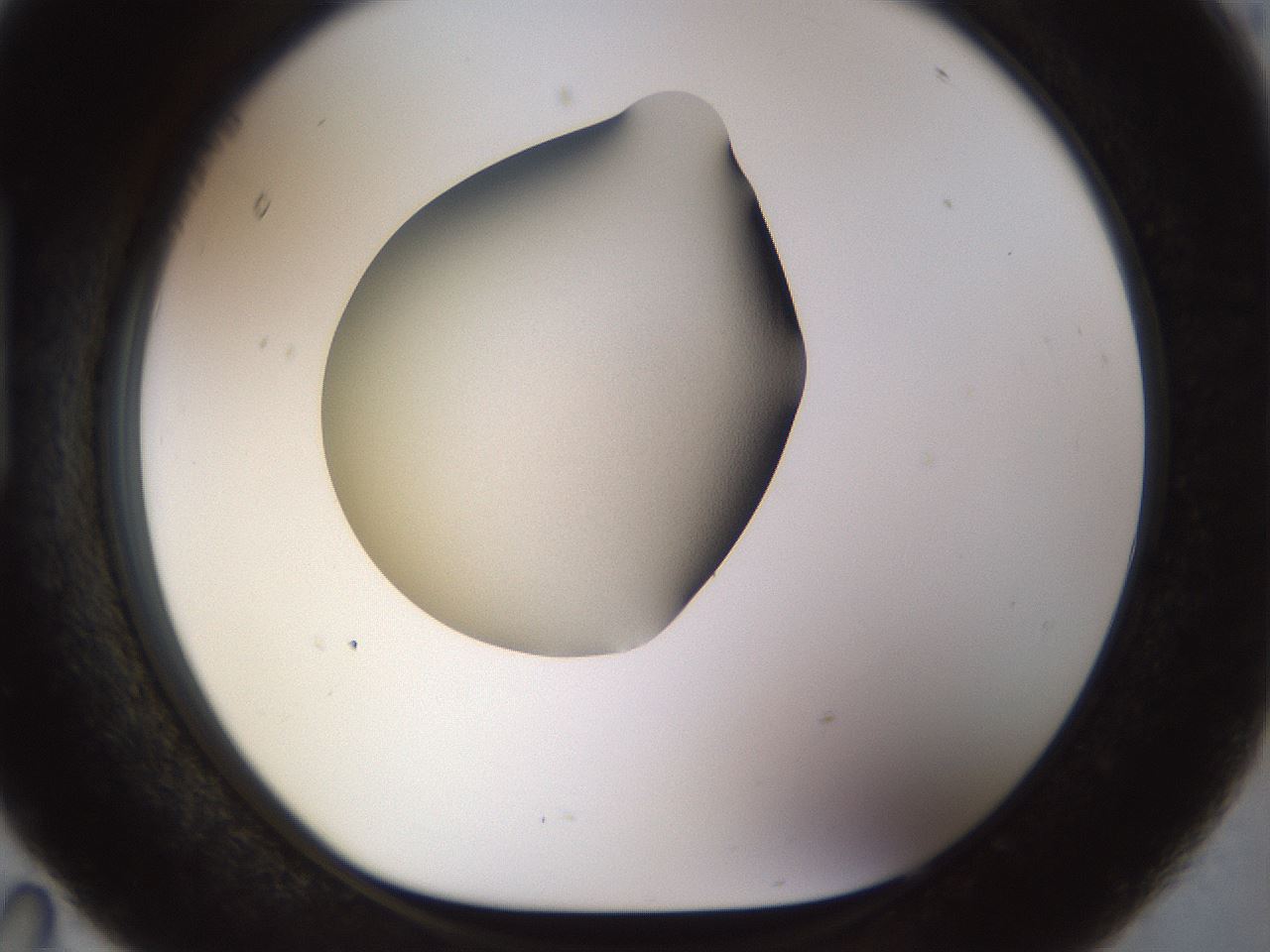 folderID449_plateID1449_batchID5529_wellNum95_profileID1_d1_r92090_ef.jpg