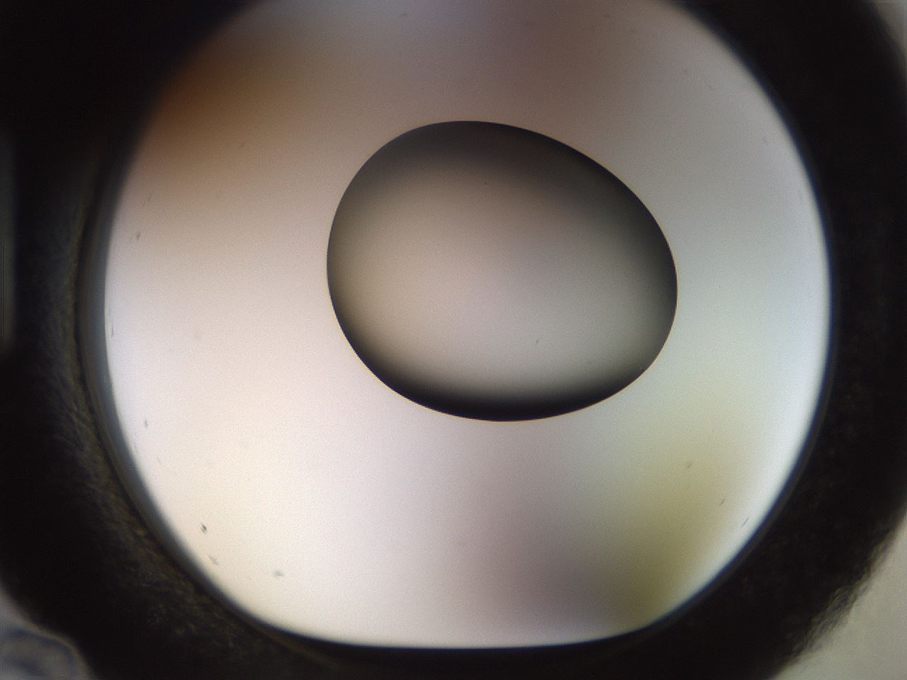folderID449_plateID1449_batchID5529_wellNum96_profileID1_d1_r92091_ef.jpg