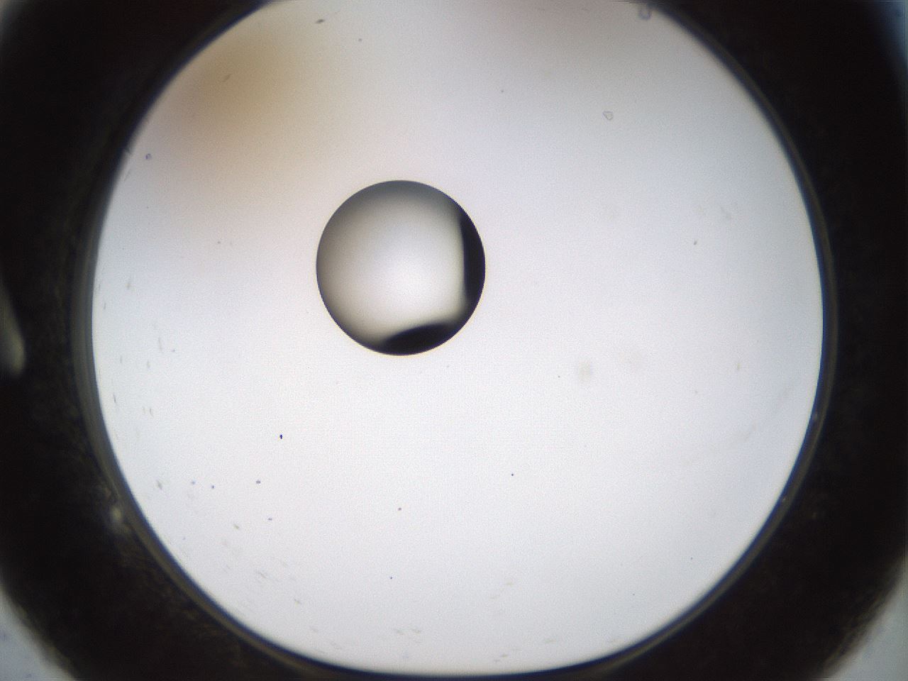 folderID449_plateID1449_batchID5529_wellNum9_profileID1_d1_r92004_ef.jpg