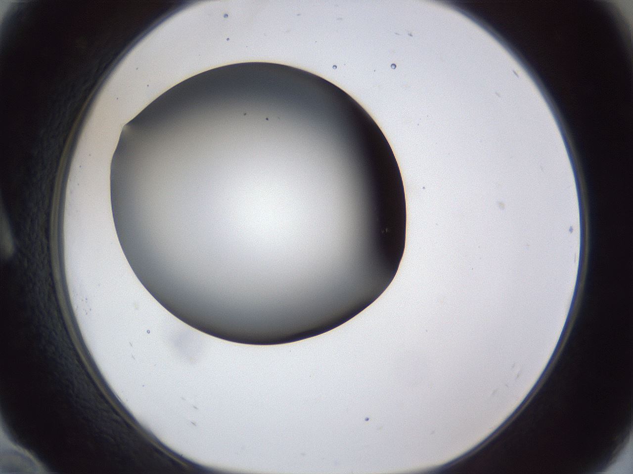 folderID44_plateID1044_batchID2102_wellNum10_profileID1_d1_r46554_ef.jpg