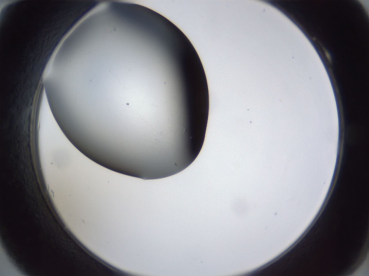 folderID44_plateID1044_batchID2102_wellNum10_profileID1_d2_r46555_ef.jpg