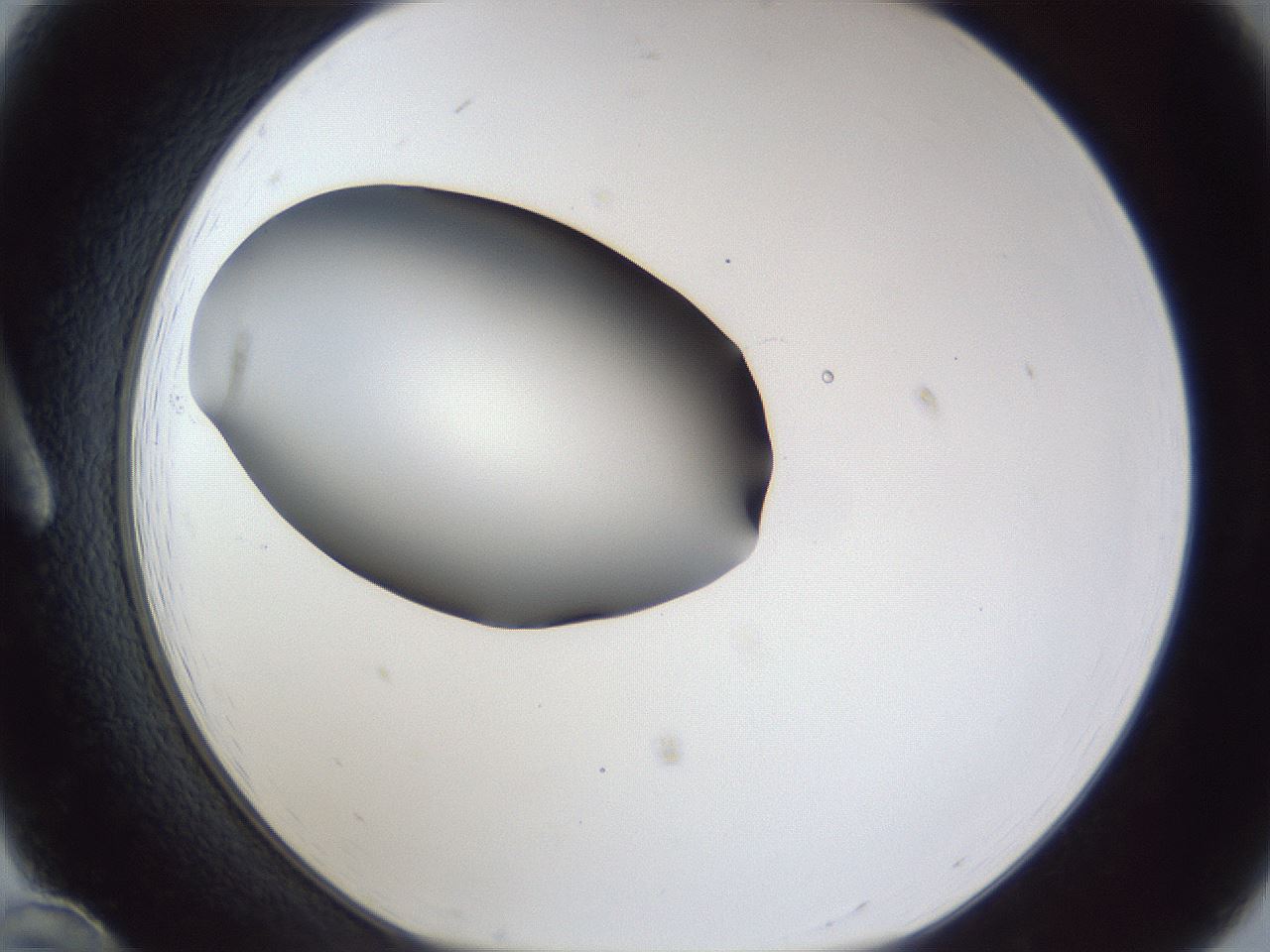 folderID44_plateID1044_batchID2102_wellNum12_profileID1_d1_r46558_ef.jpg