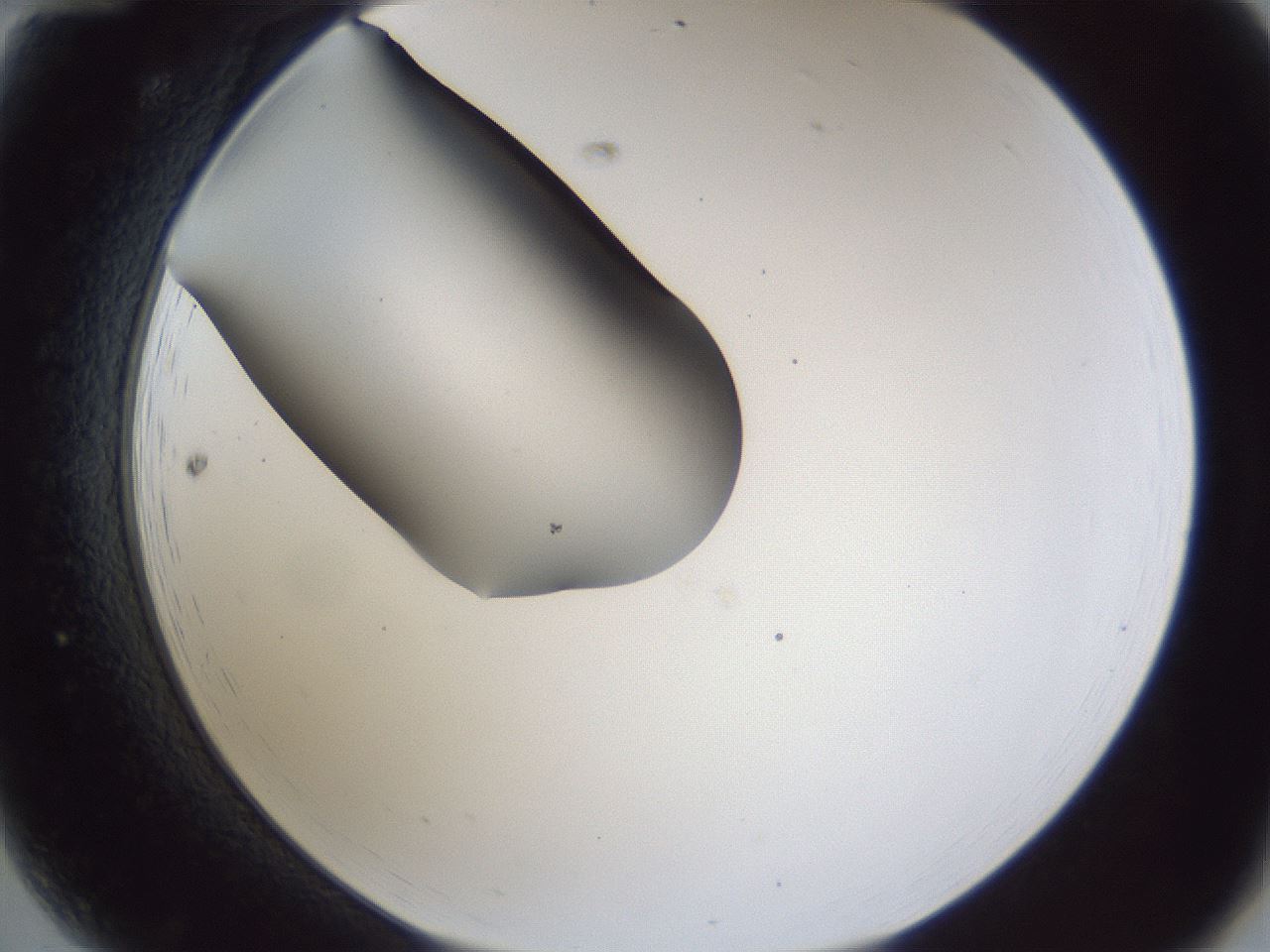 folderID44_plateID1044_batchID2102_wellNum12_profileID1_d2_r46559_ef.jpg