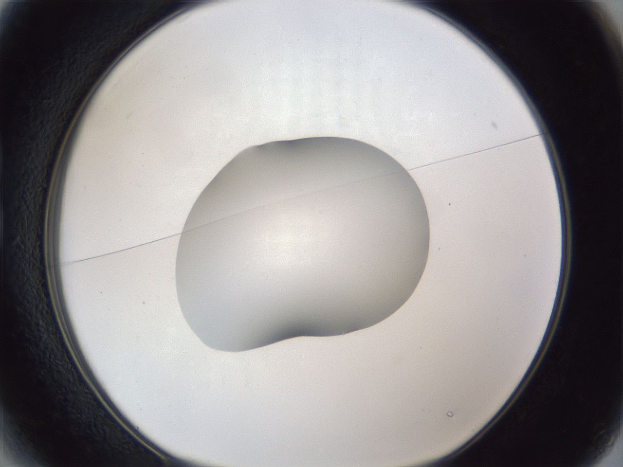 folderID44_plateID1044_batchID2102_wellNum13_profileID1_d1_r46560_ef.jpg