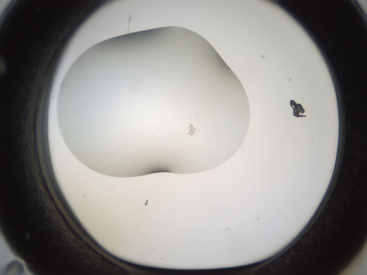 folderID201_plateID1201_batchID3524_wellNum71_profileID1_d1_r66341_ef.jpg