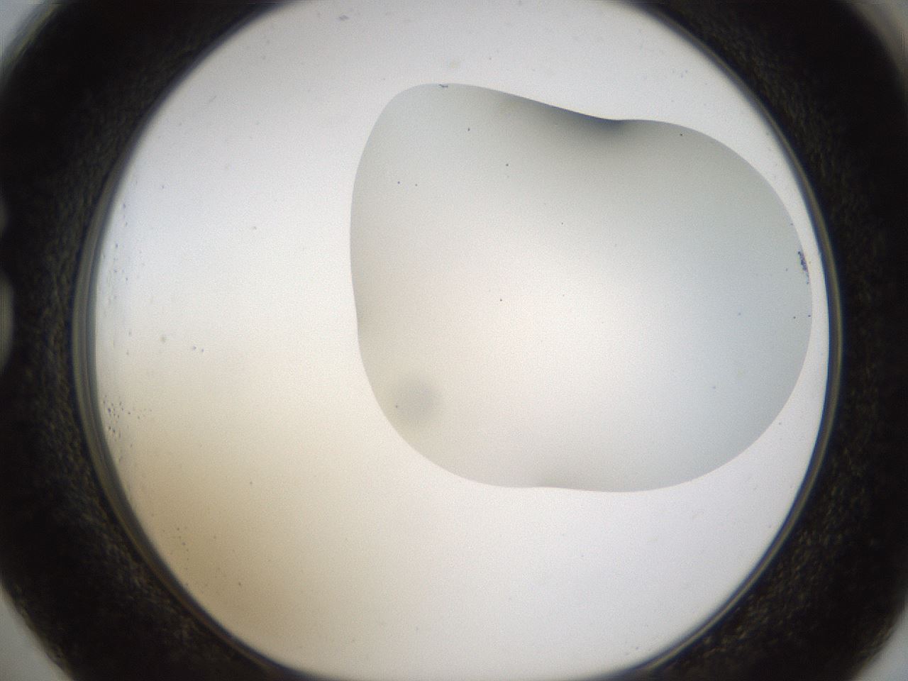 folderID201_plateID1201_batchID3524_wellNum73_profileID1_d1_r66343_ef.jpg
