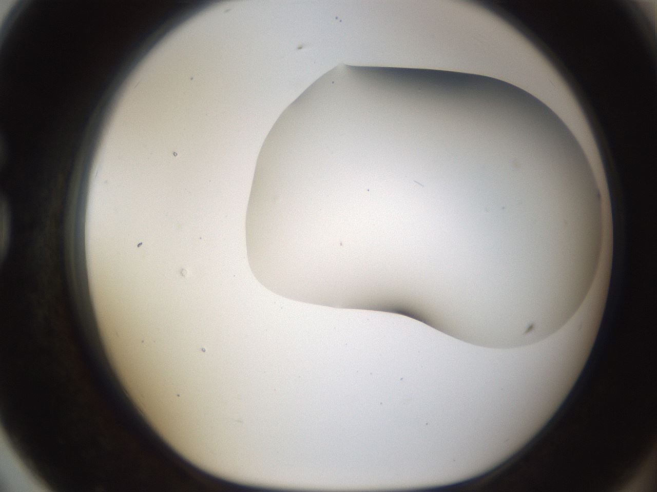 folderID201_plateID1201_batchID3524_wellNum79_profileID1_d1_r66349_ef.jpg