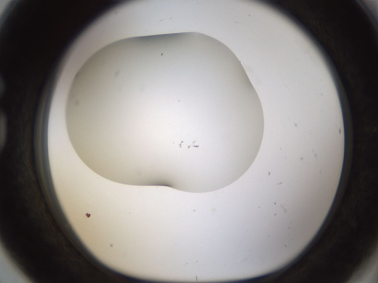 folderID201_plateID1201_batchID3524_wellNum80_profileID1_d1_r66350_ef.jpg