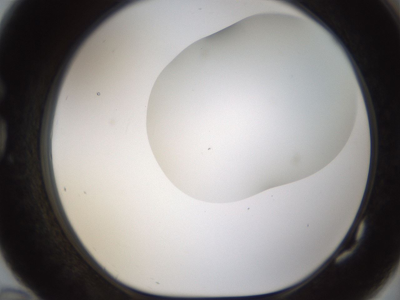 folderID201_plateID1201_batchID3524_wellNum82_profileID1_d1_r66352_ef.jpg