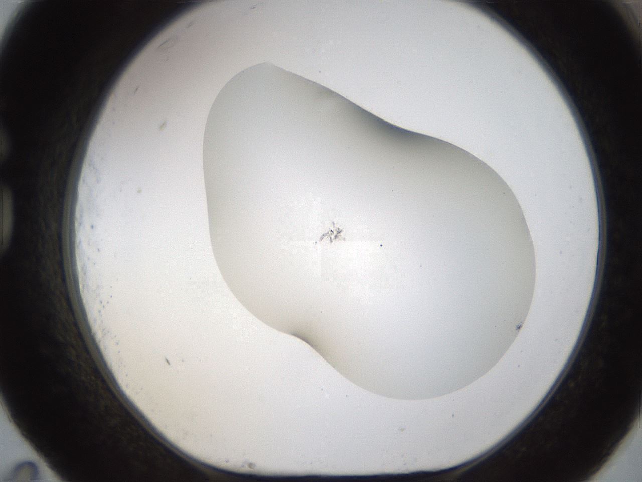 folderID201_plateID1201_batchID3524_wellNum83_profileID1_d1_r66353_ef.jpg