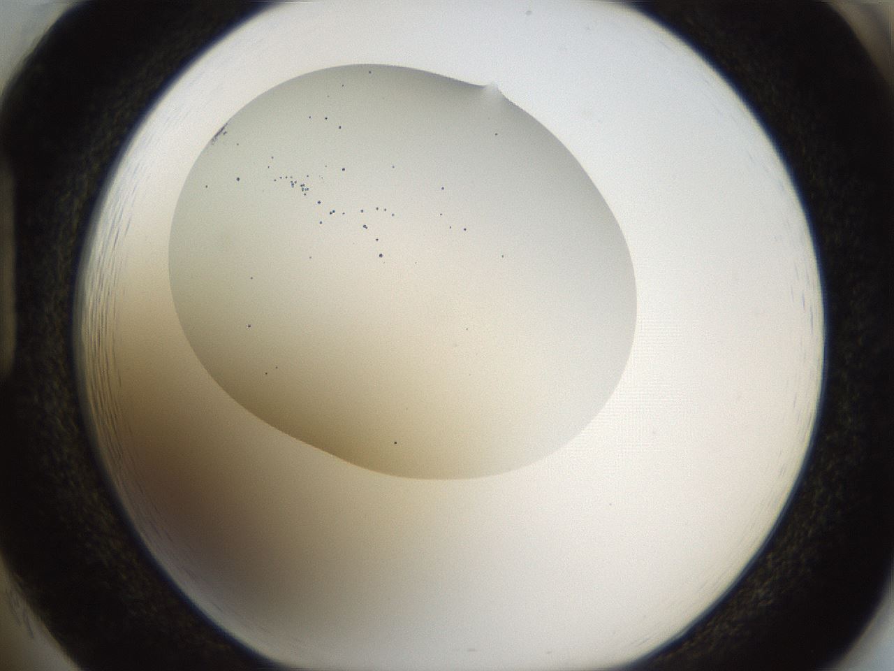 folderID201_plateID1201_batchID3524_wellNum85_profileID1_d1_r66355_ef.jpg