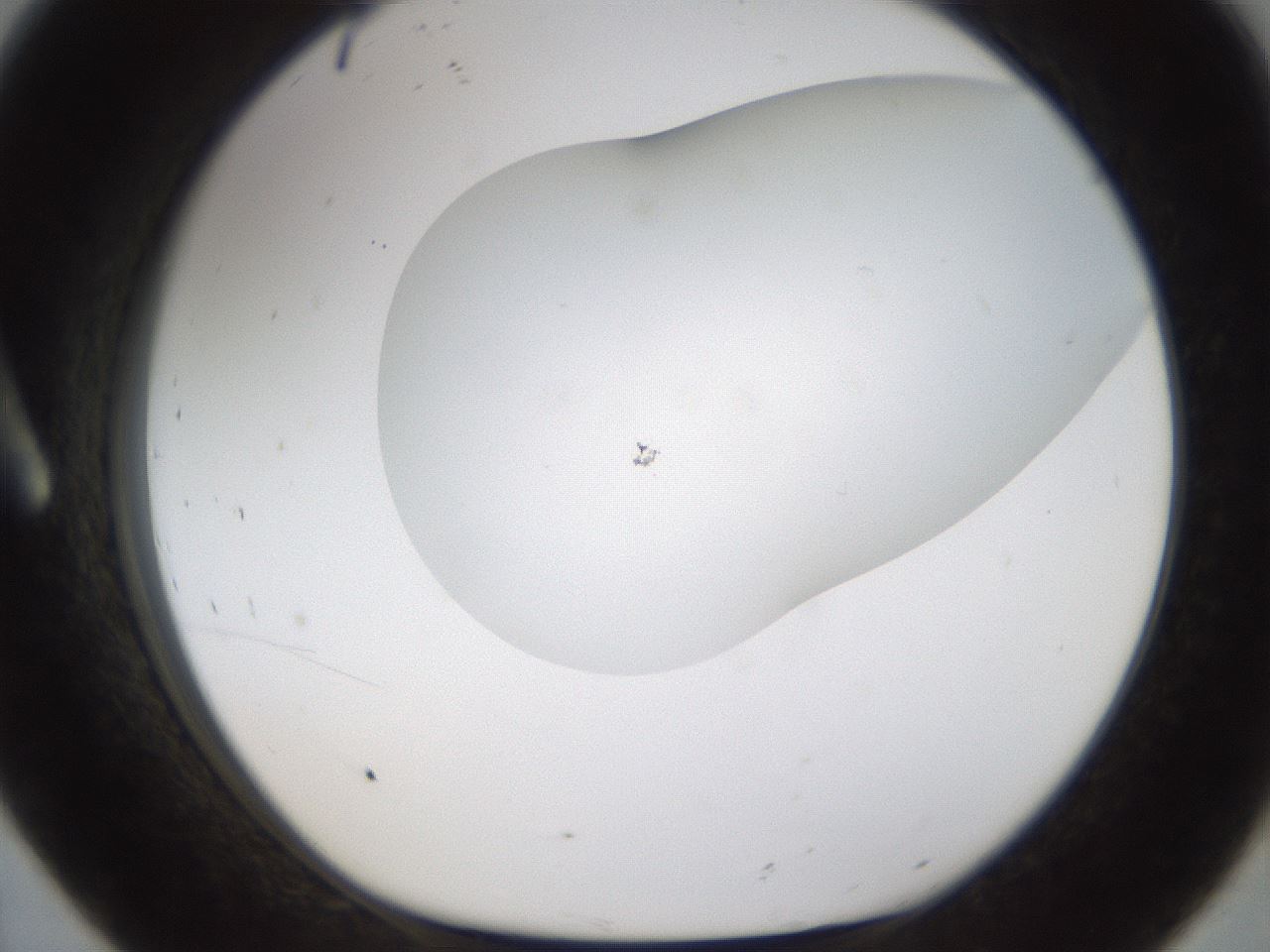 folderID201_plateID1201_batchID3524_wellNum8_profileID1_d1_r66278_ef.jpg