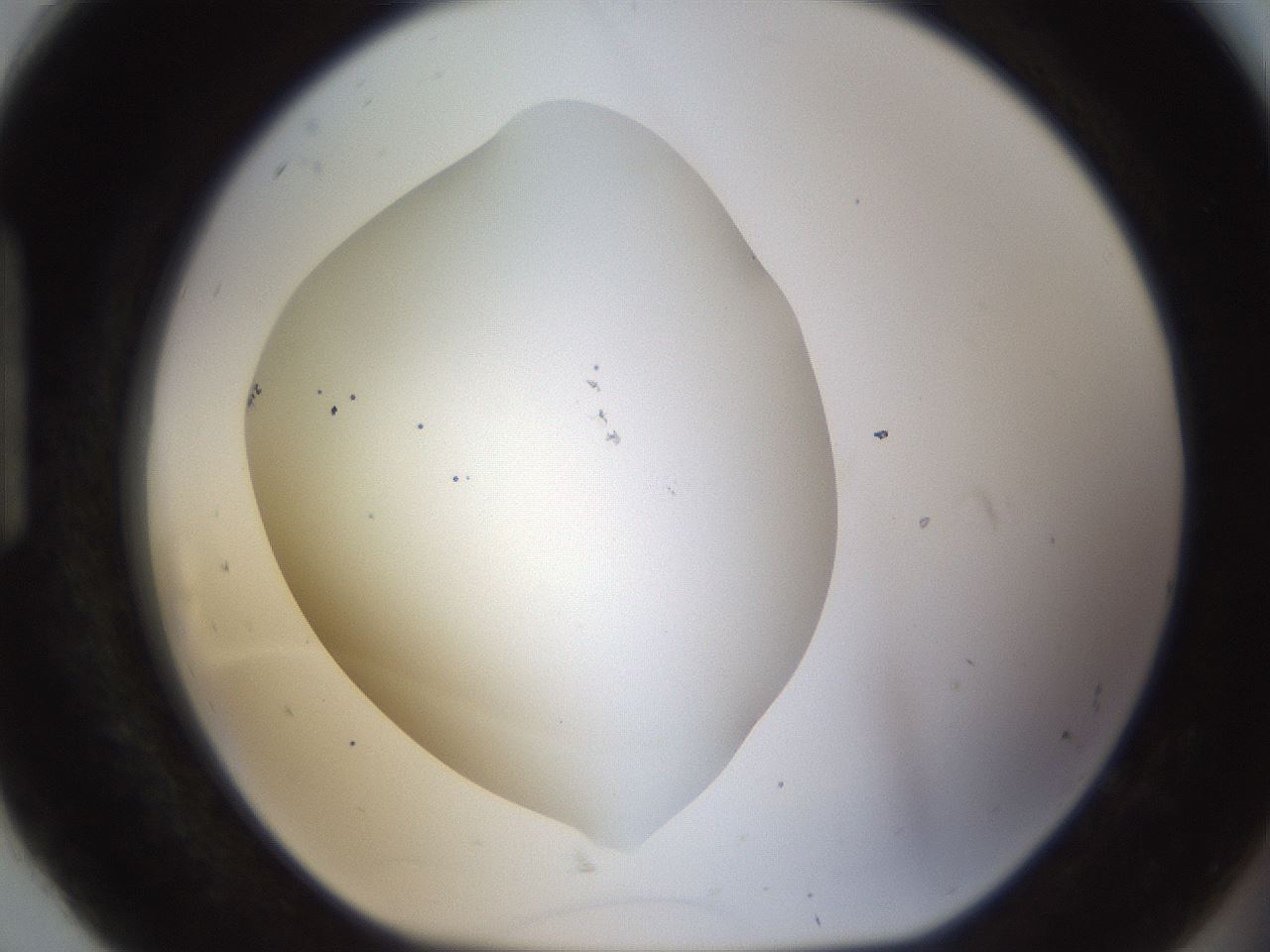 folderID201_plateID1201_batchID3524_wellNum92_profileID1_d1_r66362_ef.jpg