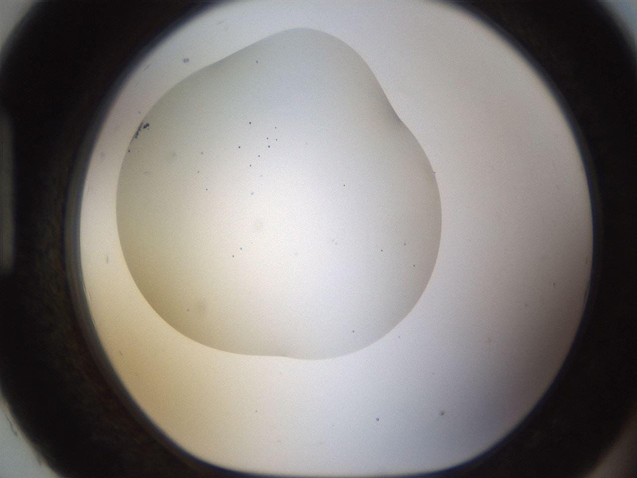 folderID201_plateID1201_batchID3524_wellNum93_profileID1_d1_r66363_ef.jpg