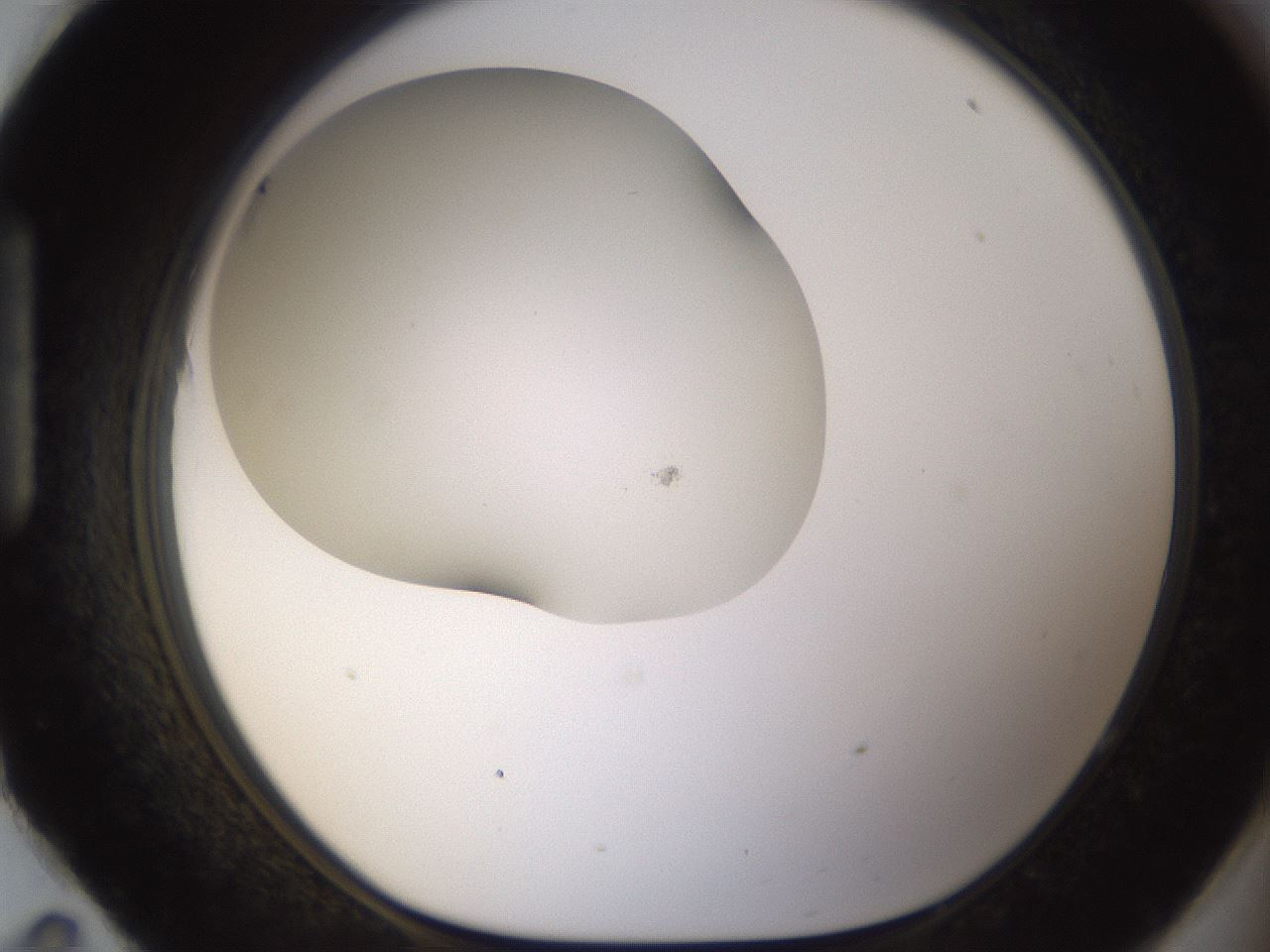 folderID201_plateID1201_batchID3524_wellNum95_profileID1_d1_r66365_ef.jpg