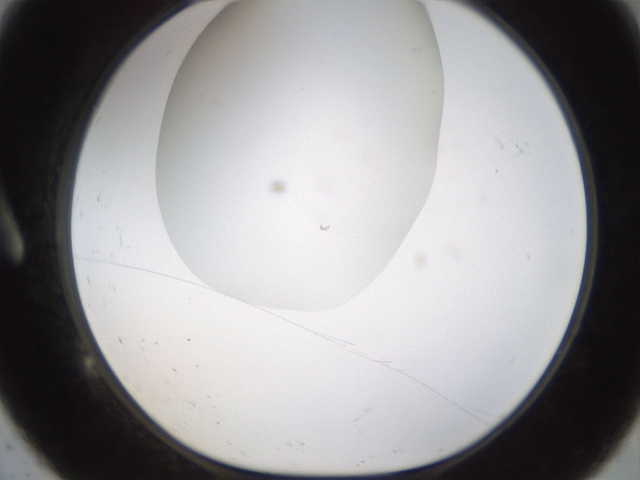folderID201_plateID1201_batchID3524_wellNum9_profileID1_d1_r66279_ef.jpg
